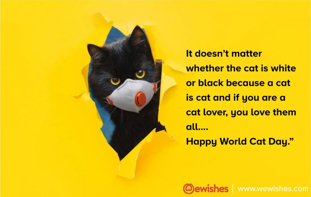 World Cat Day 11 1