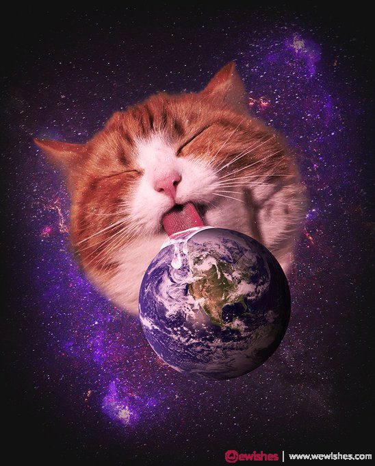 World Cat Day 2020 Memes