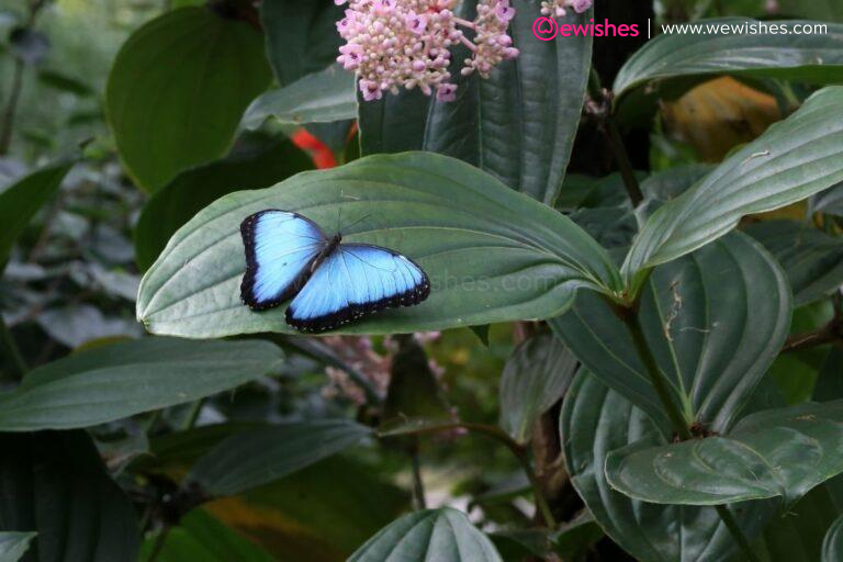 National Butterfly Day 2024 India Asia Kassey